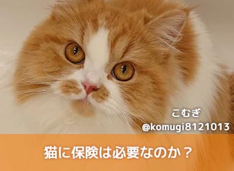 猫に保険は必要なのか?必要性やメリット・デメリット、選び方を解説-サムネイル画像